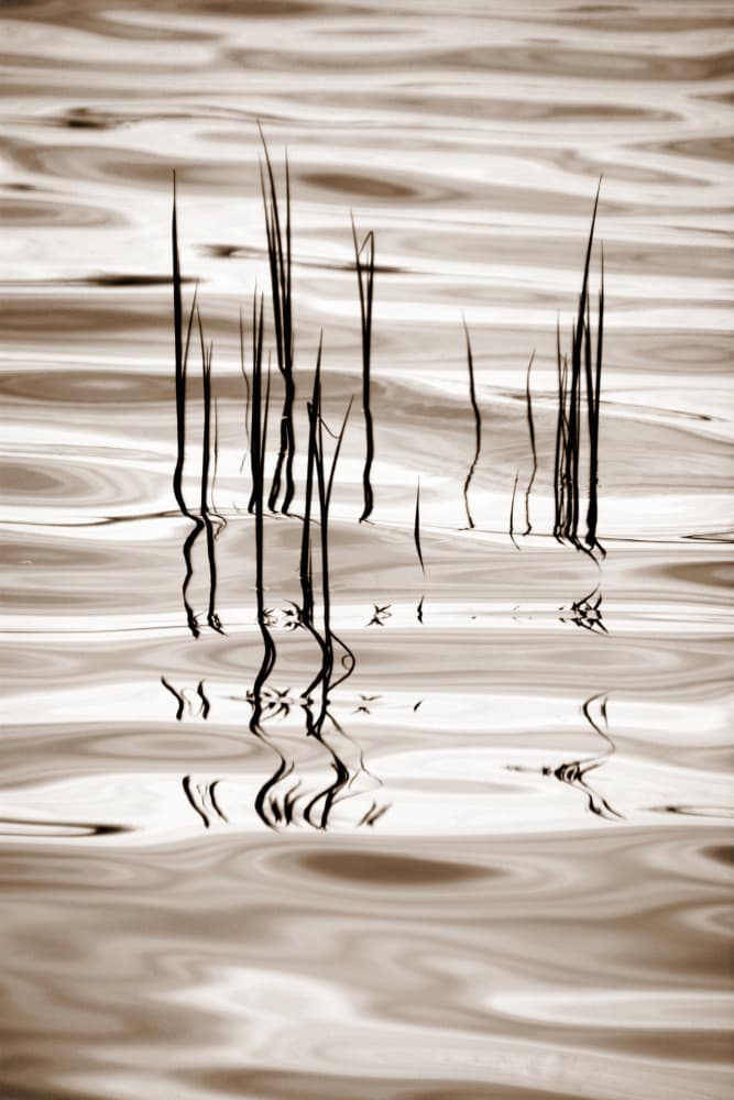Minimalist Water Reeds by Christina Sillen — canvas wall art