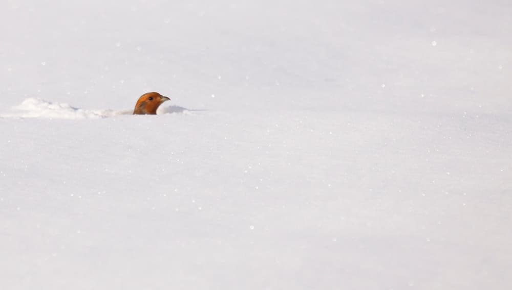 Winter Grouse Emerges by Daan de Vos — canvas wall art