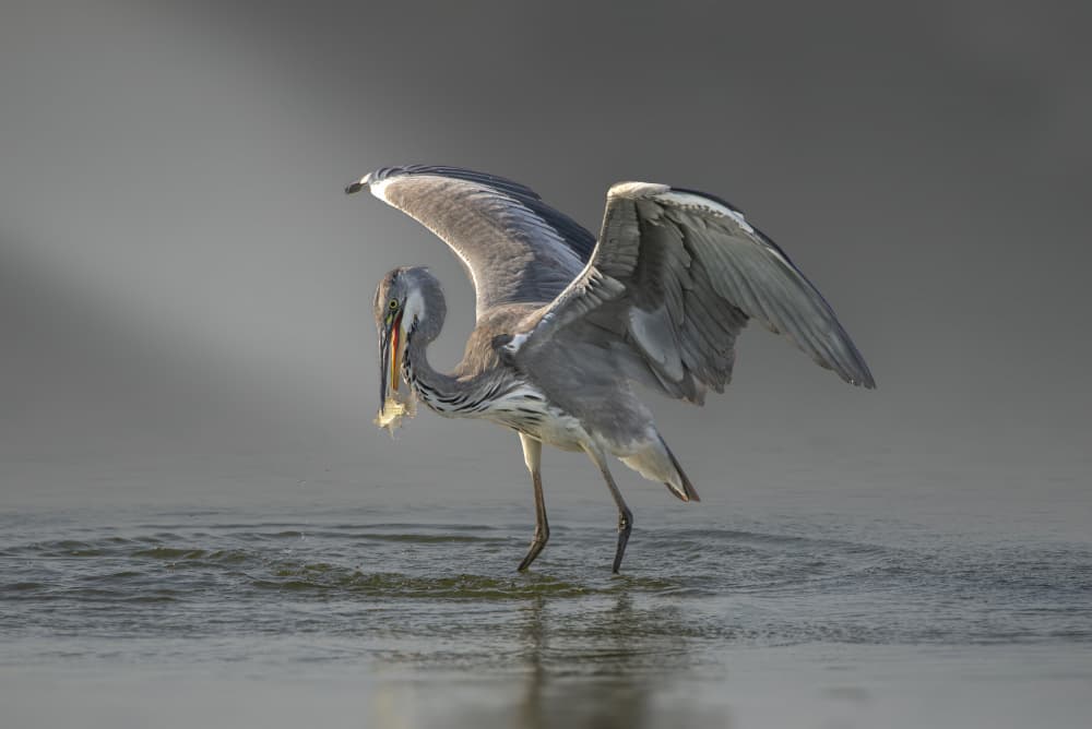 Heron Fishing Action by Mallal Moshe — canvas wall art