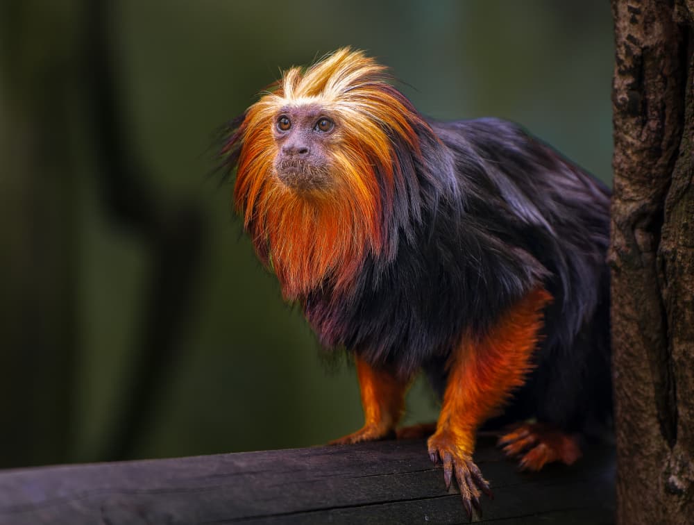 Vibrant Golden Tamarin by Juan I. Cuadrado — canvas wall art