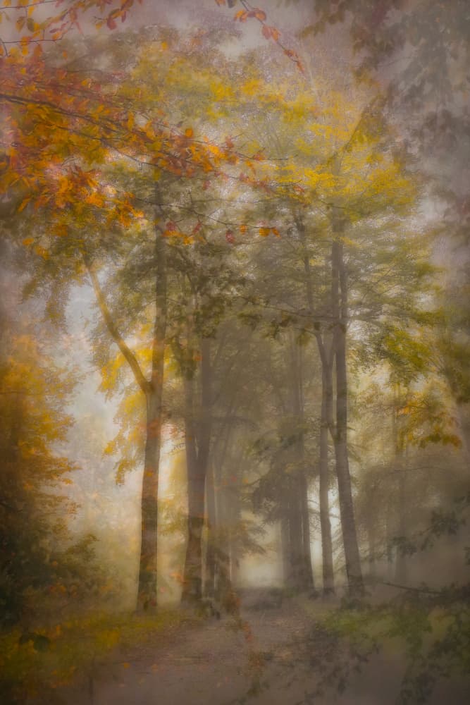 Misty Autumn Forest Path by Hilda van der Lee — canvas wall art