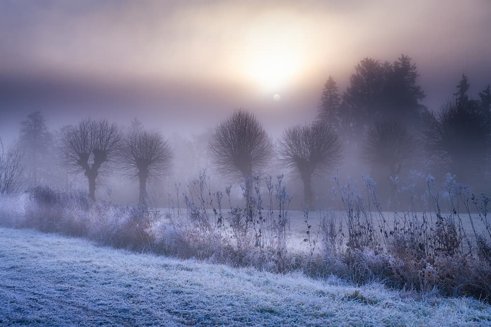 Misty Winter Morning by Ulrike Eisenmann — canvas wall art