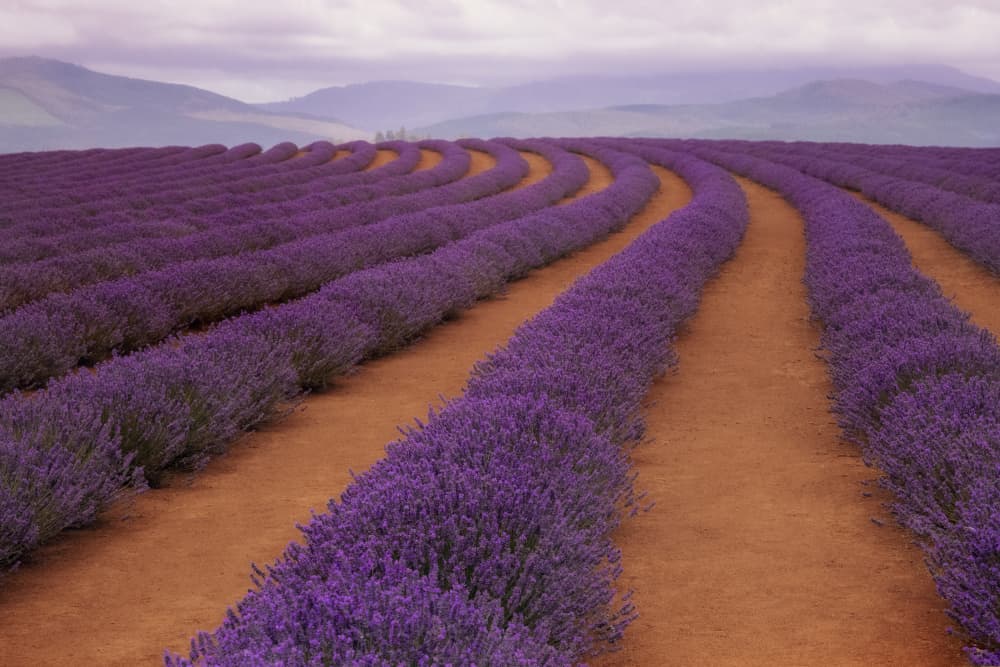 Curving Lavender Field by Cheryl Eagers — canvas wall art