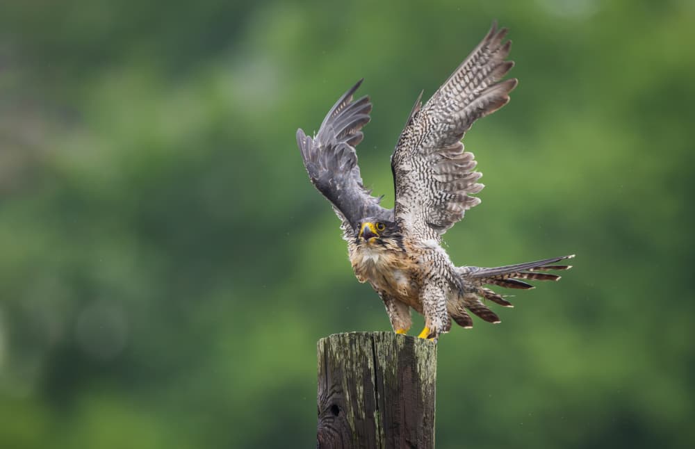 Peregrine Falcon Landing by Xiaobing Tian — canvas wall art