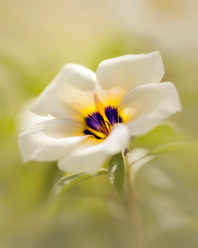 Vibrant Center Bloom by Fauzan Maududdin — canvas wall art