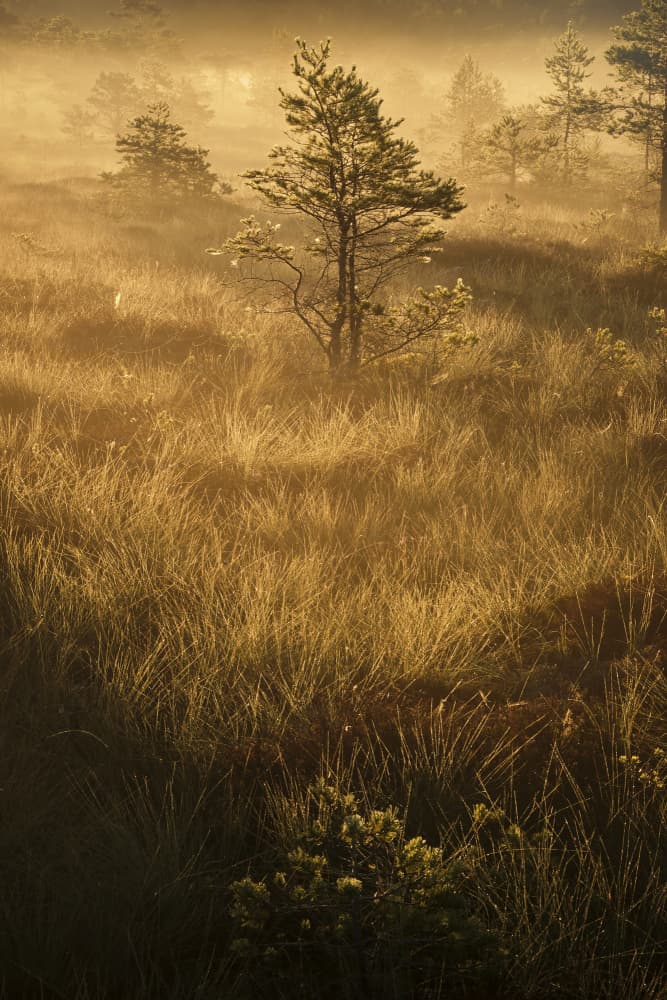 Misty Golden Morning by Hamed Bank — canvas wall art