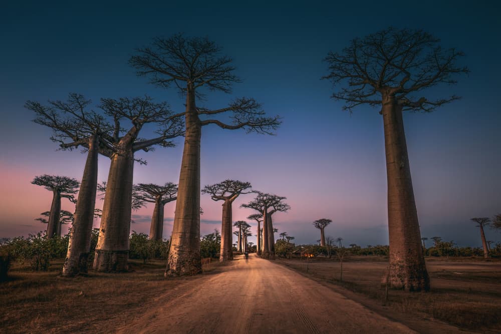 Baobab Avenue Twilight by Marco Tagliarino — canvas wall art