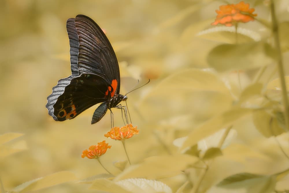 Black Butterfly Golden Glow by MingLun Tsai (蔡明倫) — canvas wall art