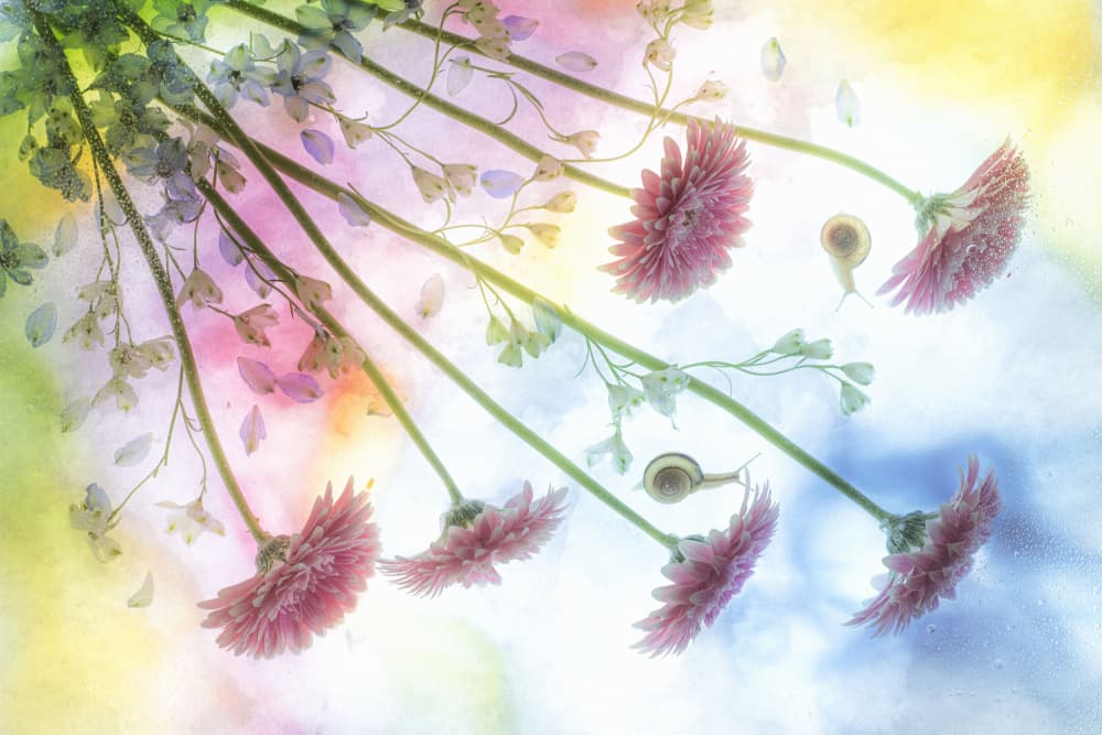 Floating Pink Blooms by Miharu † — canvas wall art