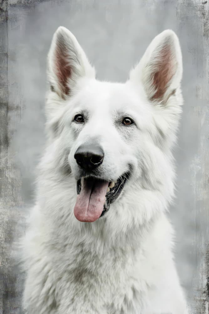 Happy White Shepherd by Rafal Kulik — canvas wall art