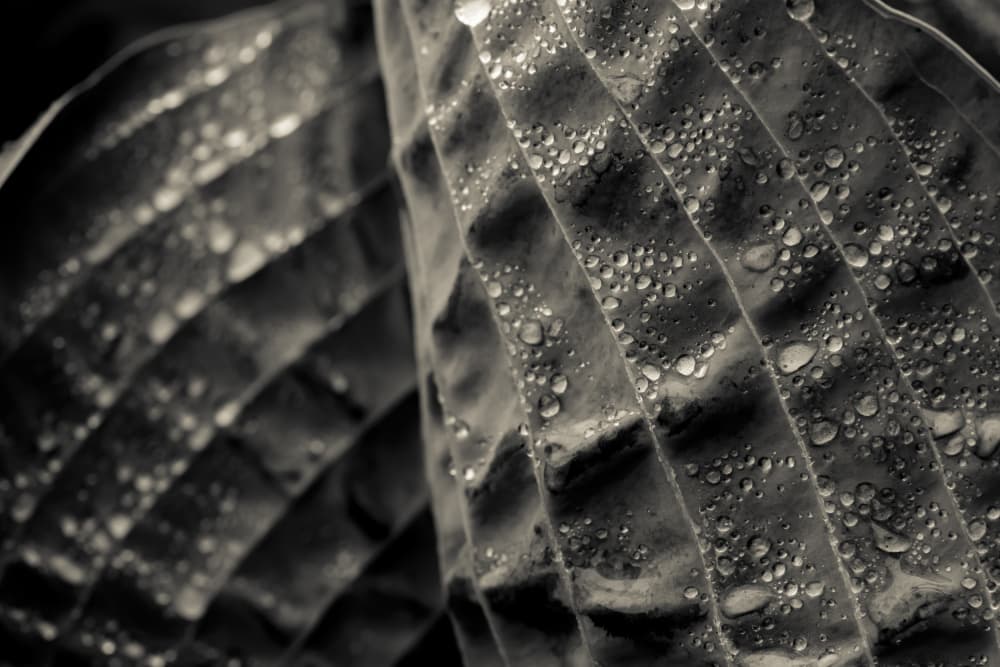Textured Leaf Droplets by Olivia Joy StClaire — canvas wall art
