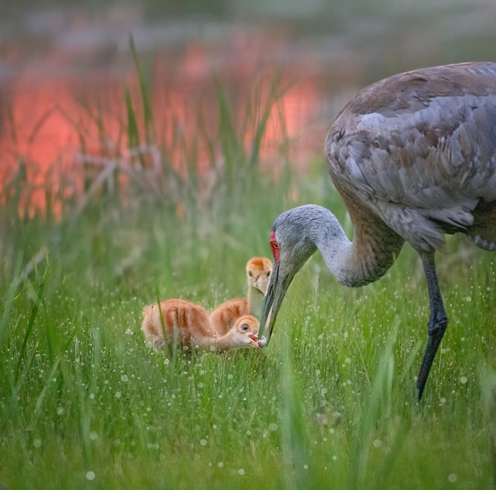 Sandhill Crane Family by Larry Deng APA — canvas wall art