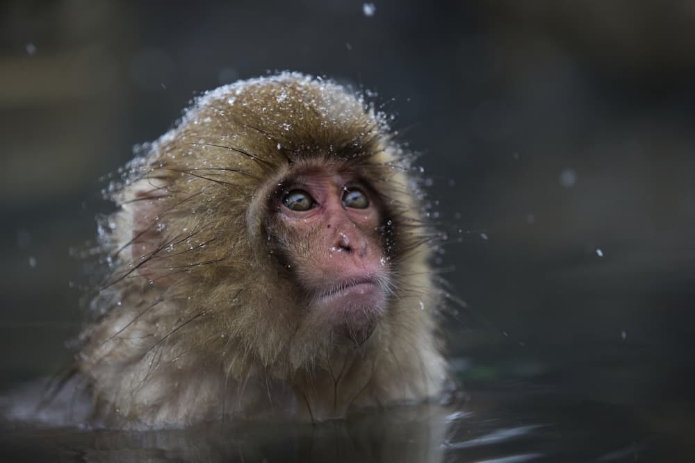 Snow Monkey Winter Bath by C.S. Tjandra — canvas wall art