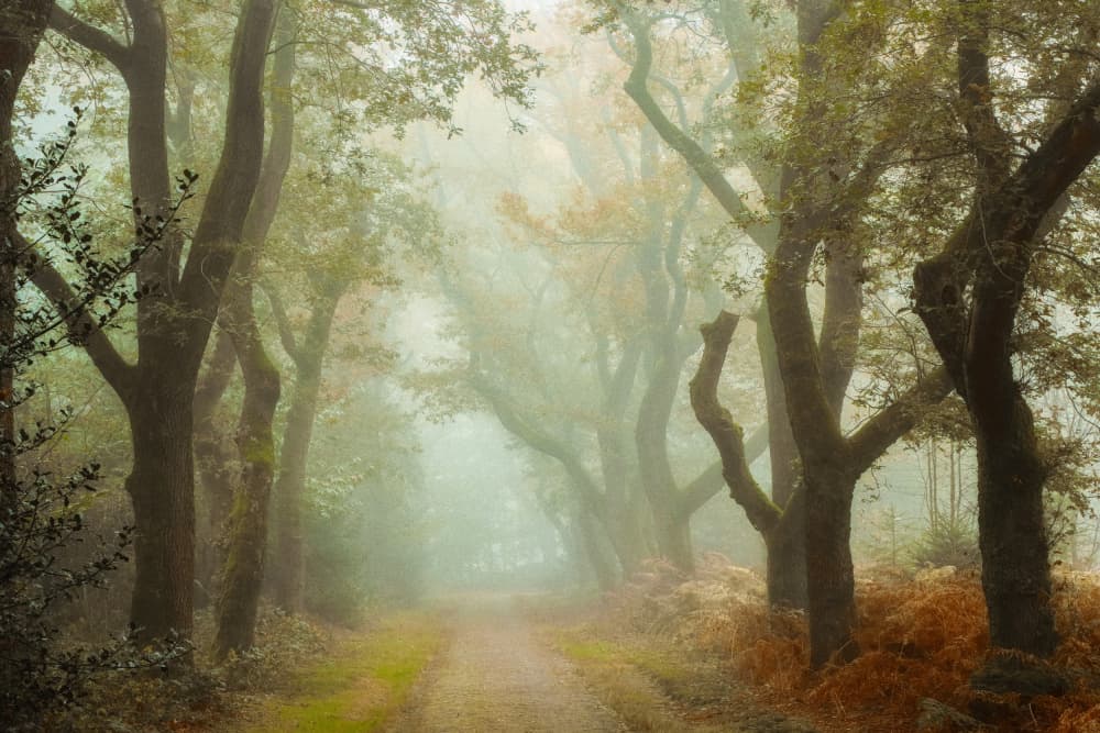 Misty Forest Path by Hilda van der Lee — canvas wall art