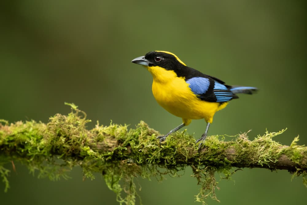 Vibrant Tropical Tanager by Milan Zygmunt — canvas wall art