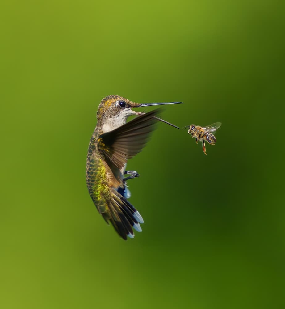 Hummingbird Bee Encounter by Mike He — canvas wall art