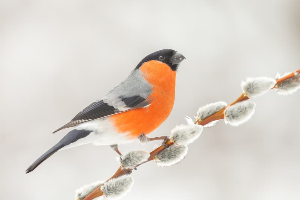 Bullfinch on Pussy Willow by Annie Keizer — canvas wall art