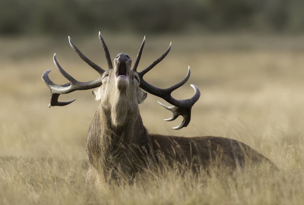 Bellowing Red Deer Stag by Radojica Jevric fotorax — canvas wall art
