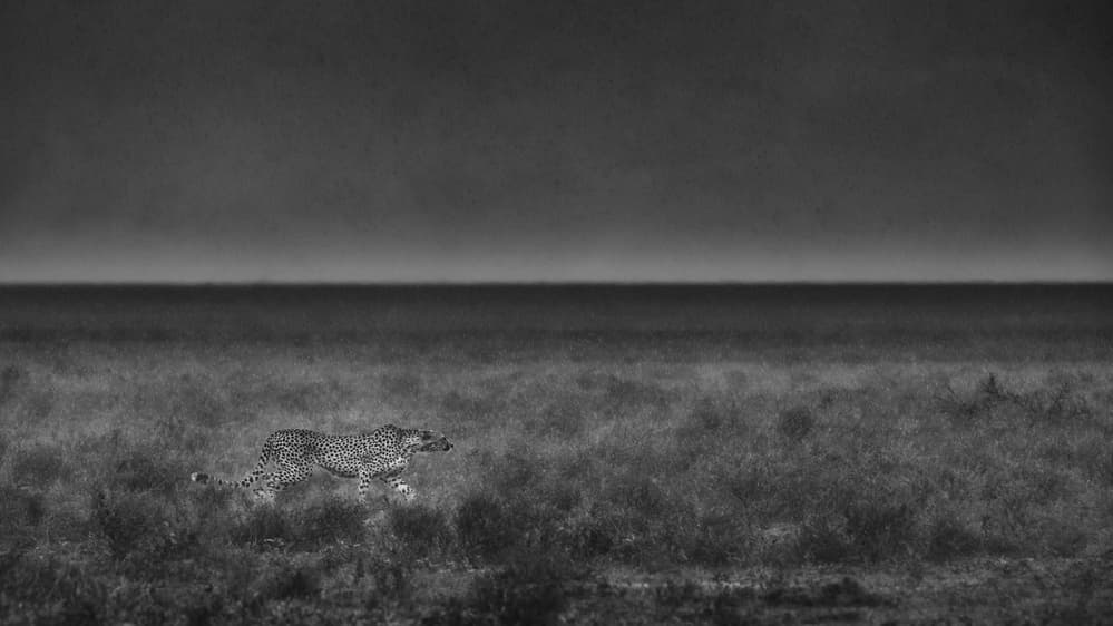 Wild Cheetah Running by Mohammed Alnaser — canvas wall art