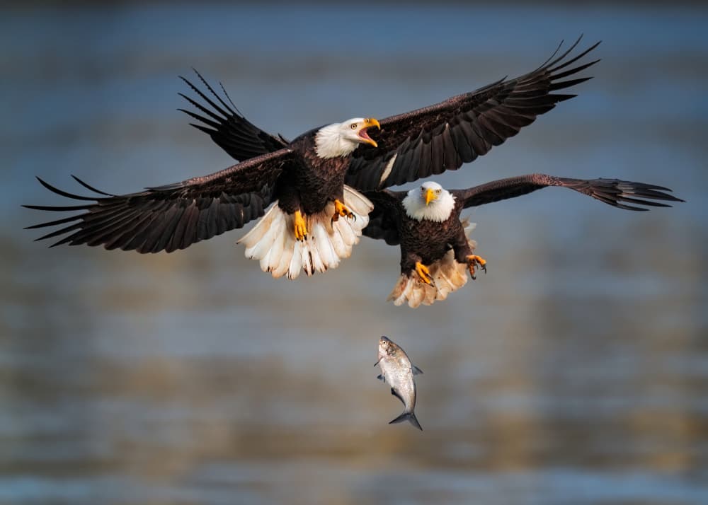 Eagles Battle for Fish by Hanping Xiao — canvas wall art