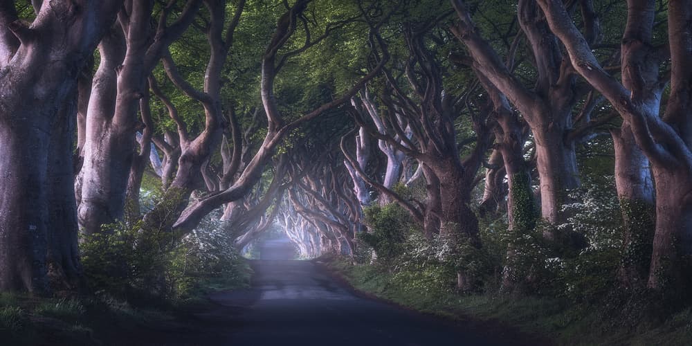 Enchanted Forest Tunnel by Daniel Gastager — canvas wall art