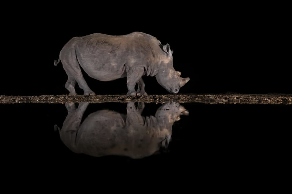 Night Rhino Reflection by Marco Pozzi — canvas wall art
