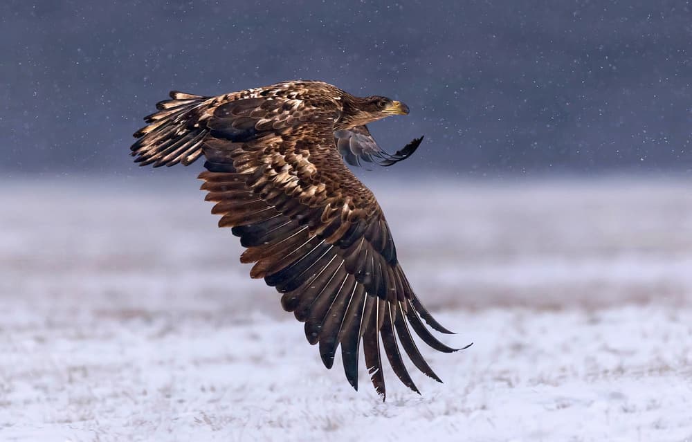 Snowy Eagle Flight by Xavier Ortega — canvas wall art