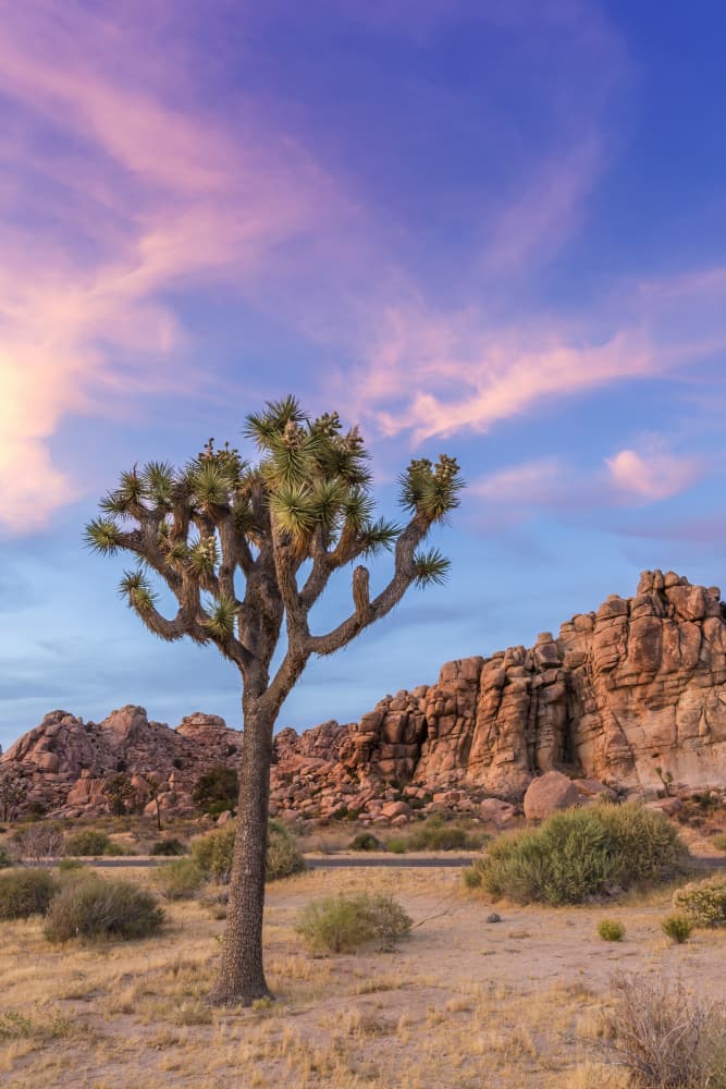 Joshua Tree Sunset Sky by Melanie Viola — canvas wall art