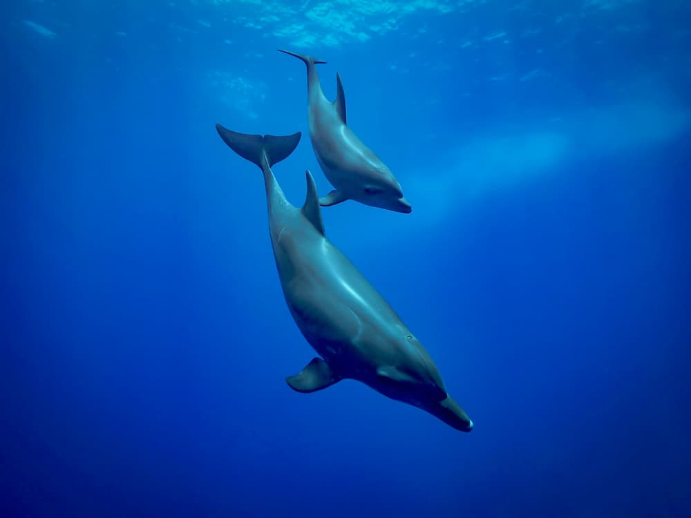 Deep Blue Dolphin Duo by Serge Melesan — canvas wall art