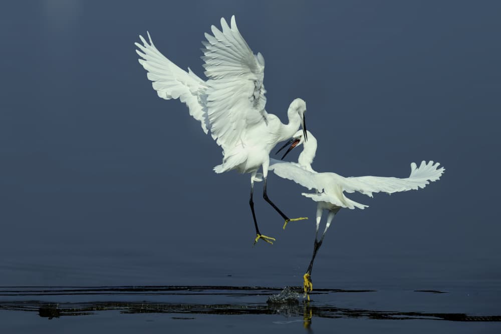 White Egrets Battle by Mallal Moshe — canvas wall art