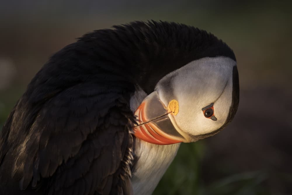 Puffin in Golden Light by Dan Mirica — canvas wall art