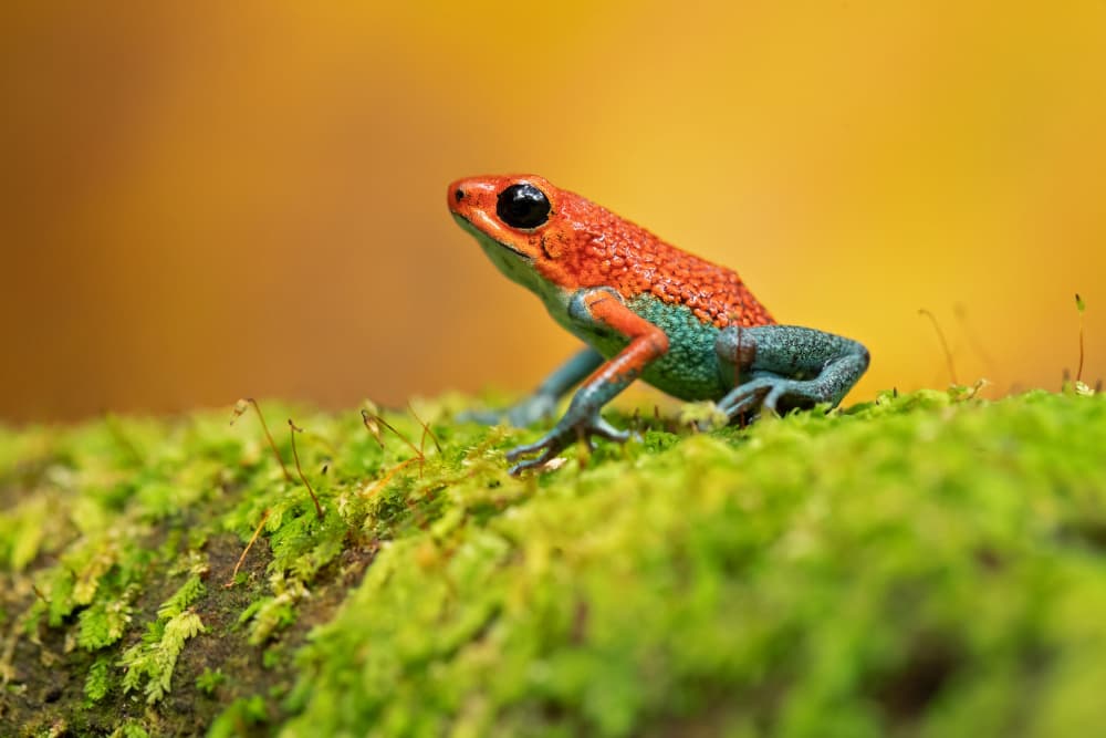 Granular poison frog by Milan Zygmunt — canvas wall art