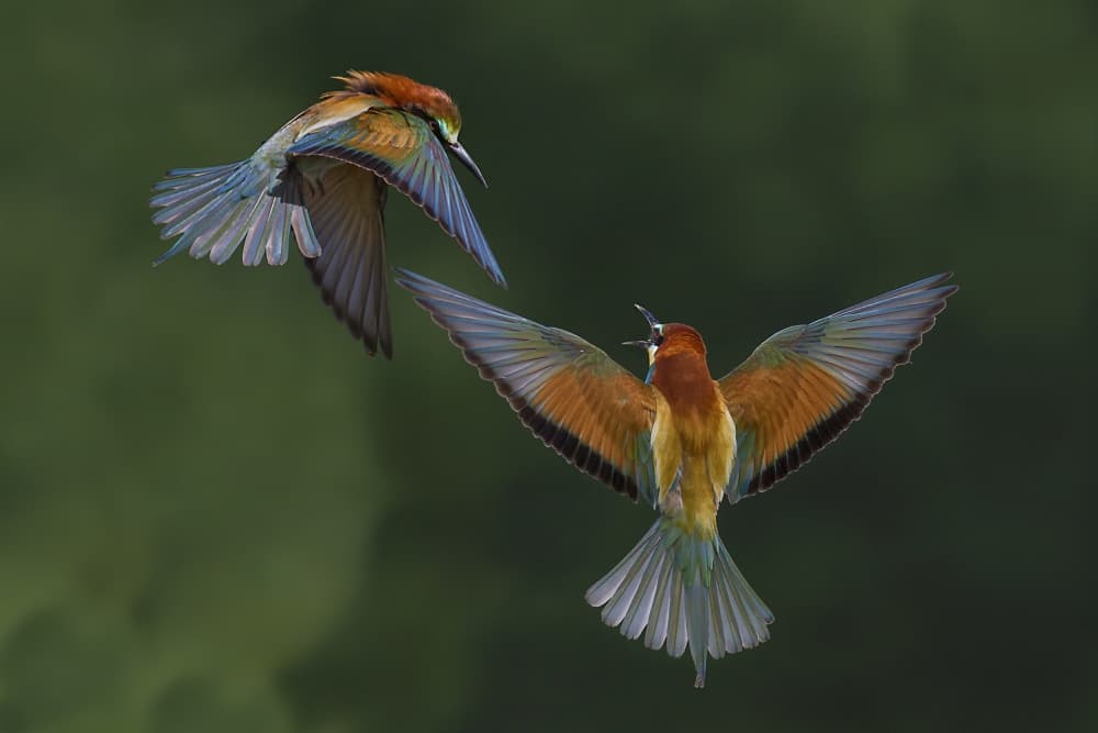 Colorful Bee-eaters in Flight by Marco Redaelli — canvas wall art