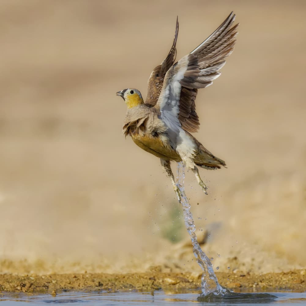 Wild Bird Water Takeoff by David Manusevich — canvas wall art