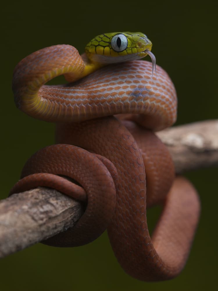 Watchful Green Headed Snake by Phat Dao Tan — canvas wall art