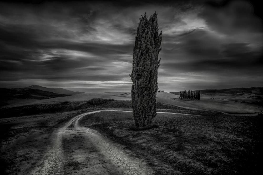 Solitary Cypress Road by Alessandro Traverso — canvas wall art