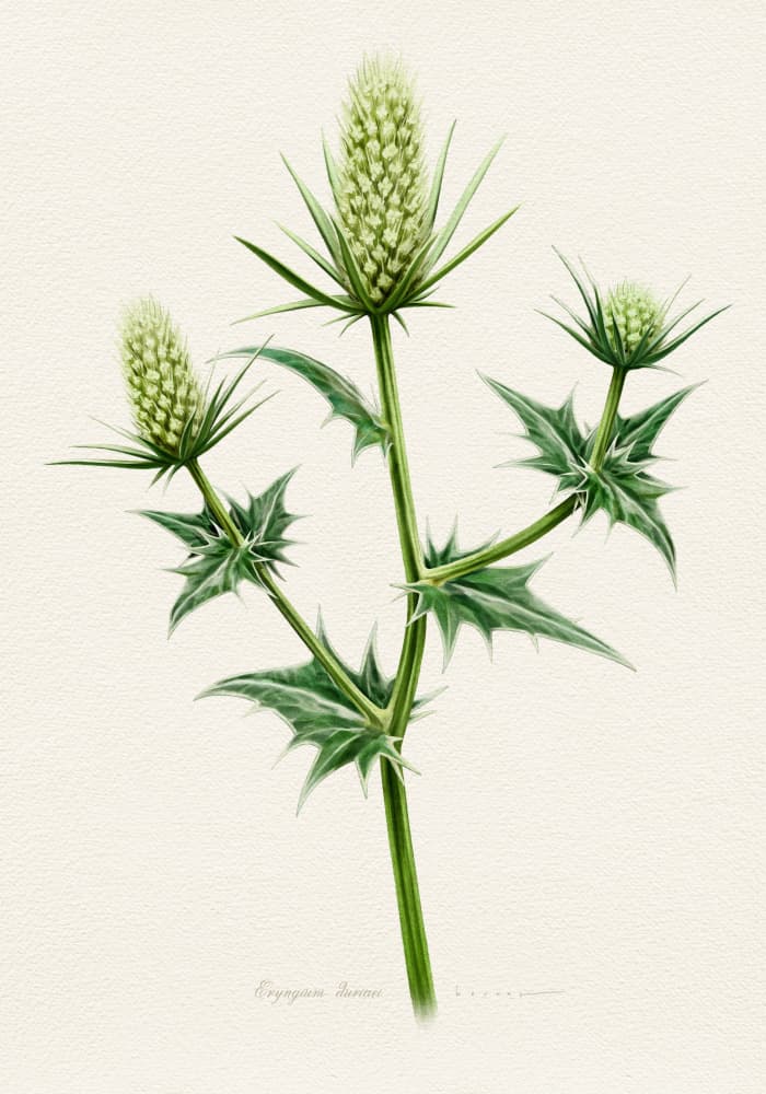 Botanical Sea Holly by Juan Hernaz — canvas wall art