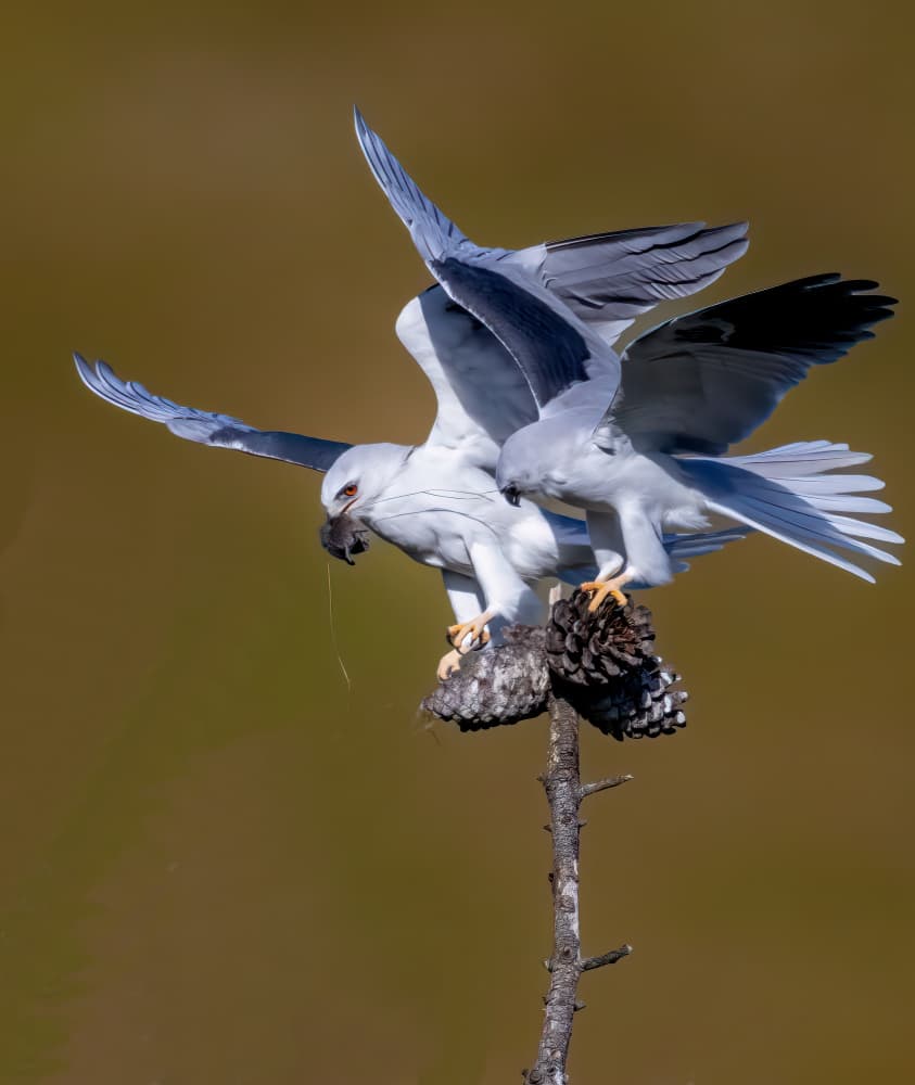 Graceful White Kites by Songhu Yan — canvas wall art