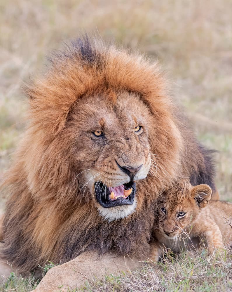 Lion's Fierce Protection by Jie Fischer — canvas wall art