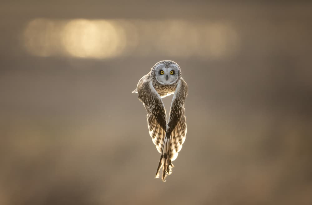 Golden Hour Owl Flight by Jie Cheng — canvas wall art