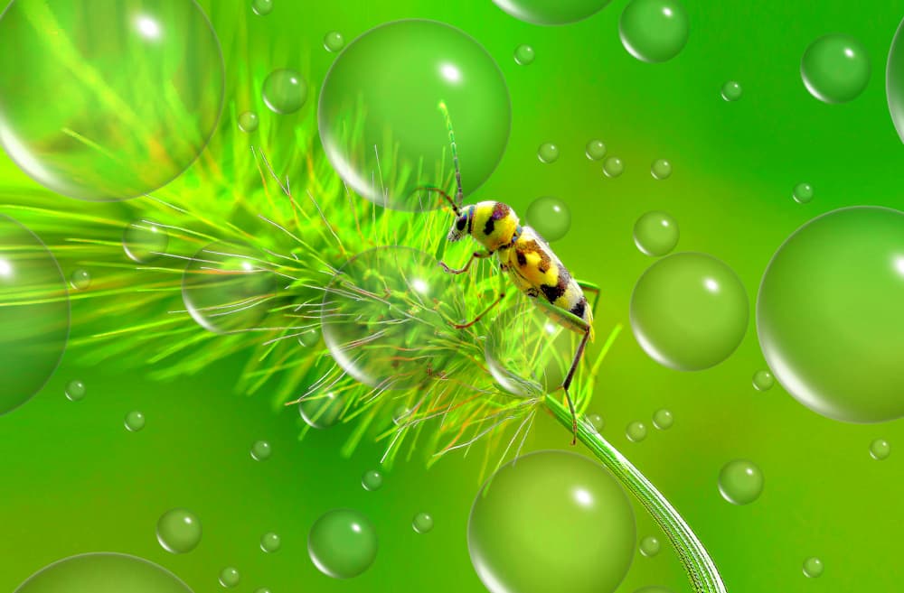 Insect on Green Grass by Thierry Dufour — canvas wall art