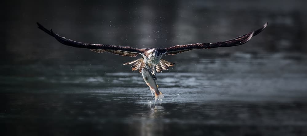 Osprey Catches Fish by David H Yang — canvas wall art