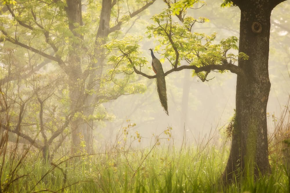 Misty Forest Peacock by Dan Mirica — canvas wall art