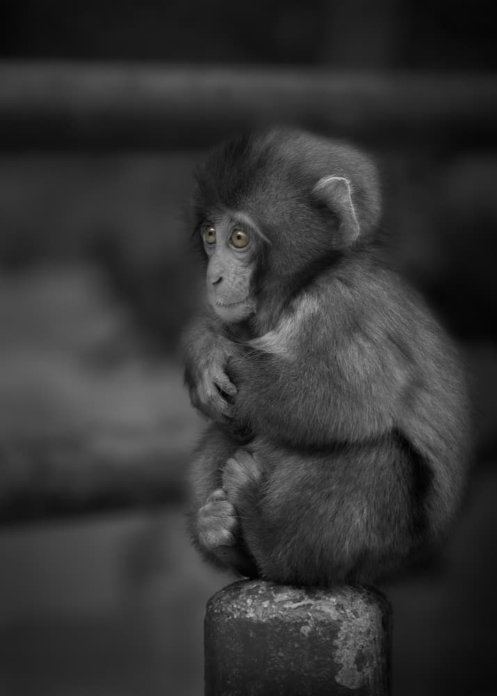 Pensive Baby Monkey by Kaisyakuji Yushi — canvas wall art