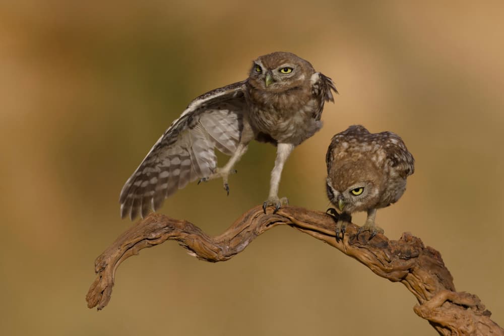 Curious Little Owls by David Manusevich — canvas wall art