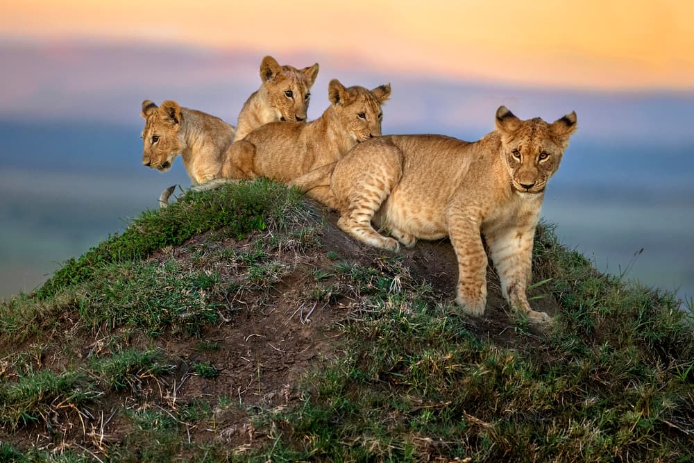 Lion Cubs At Sunset by Xavier Ortega — canvas wall art