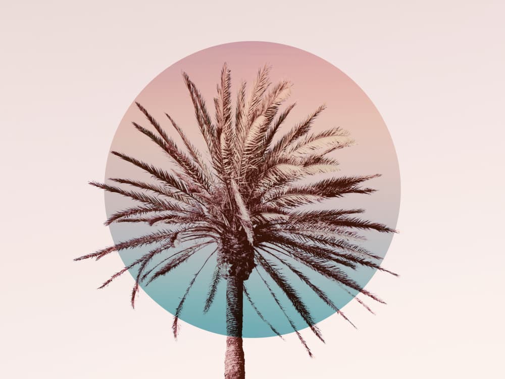 Dreamy Tropical Palm Circle by Gemma Bardot — canvas wall art