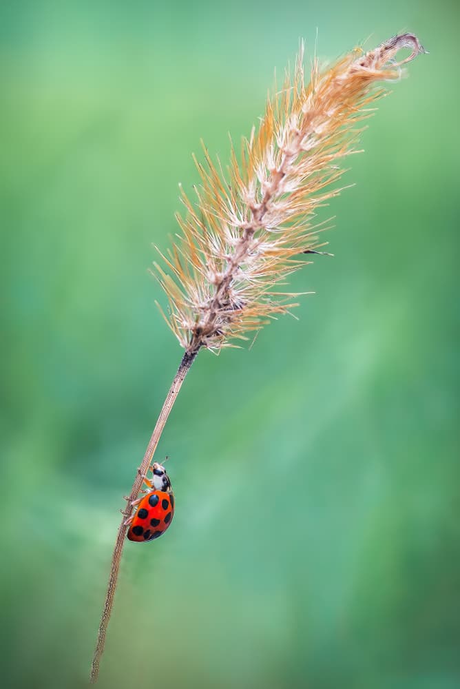Ladybug on Plant Stem by Atul Saluja — canvas wall art