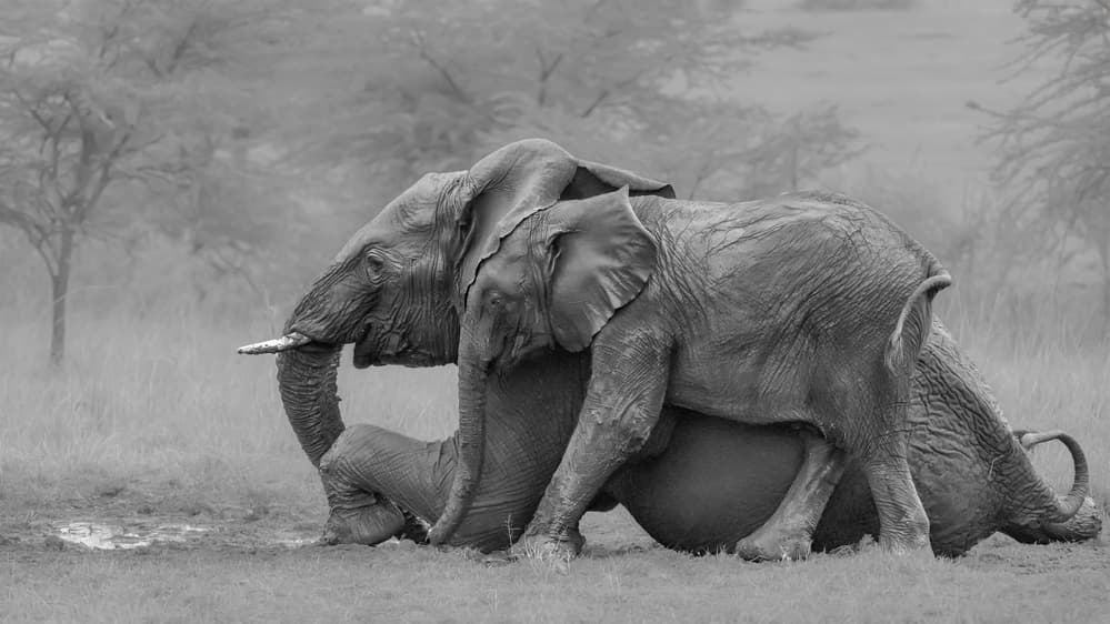 African Elephants Resting by Siyu_Wei APA — canvas wall art