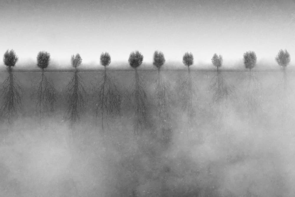 Rooted Trees in Mist by Roswitha Schleicher-Schwarz — canvas wall art